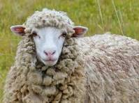 orper Ram – Healthy & Ready for Breeding